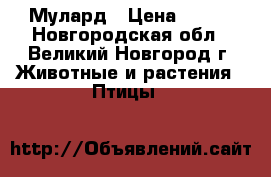 Мулард › Цена ­ 300 - Новгородская обл., Великий Новгород г. Животные и растения » Птицы   